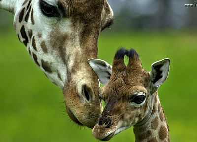 animals, grass, depth of field, giraffes - related desktop wallpaper