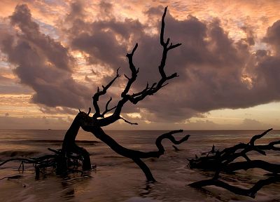 sunset, trees, driftwood, beaches - random desktop wallpaper