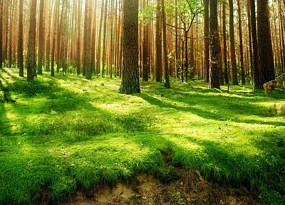 nature, forests - random desktop wallpaper