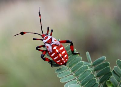 insects, Bug - duplicate desktop wallpaper