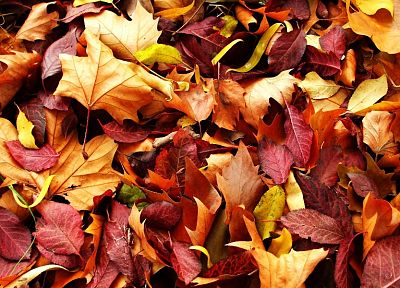 autumn, leaves, fallen leaves - random desktop wallpaper