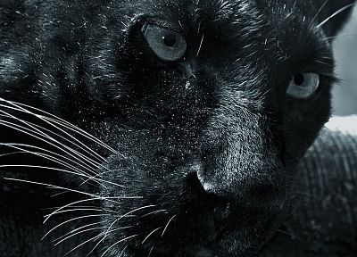 black, cats, animals, panthers - related desktop wallpaper