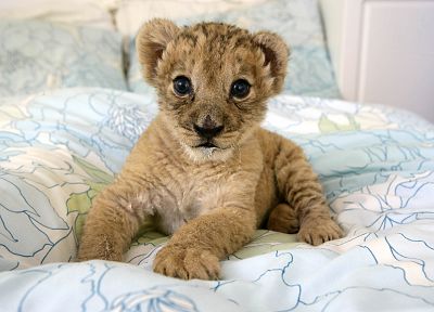 animals, beds, lions, baby animals - duplicate desktop wallpaper