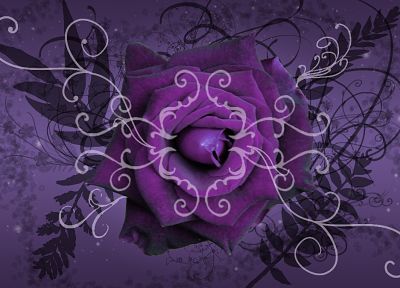 flowers, purple, floral, roses - duplicate desktop wallpaper