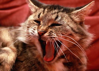 red, cats, animals, tongue, yawns - random desktop wallpaper