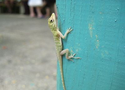 animals, lizards - desktop wallpaper