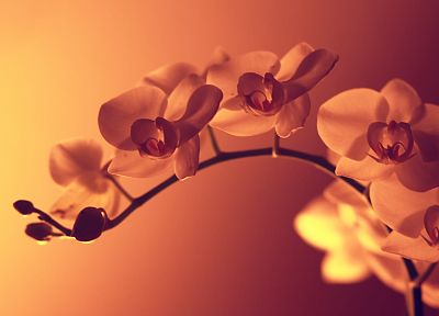 nature, flowers, pink, filter, orchids, pink background - duplicate desktop wallpaper