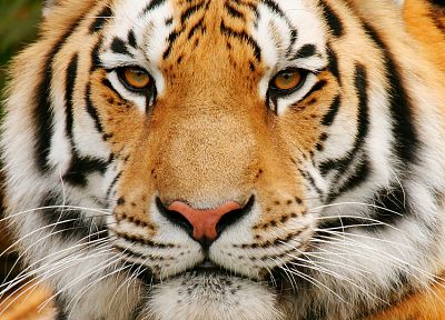 tigers, portraits - random desktop wallpaper