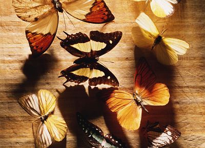 nature, insects, macro, butterflies - duplicate desktop wallpaper