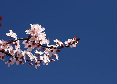 cherry blossoms, flowers, pink flowers, blue skies - desktop wallpaper