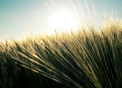 nature, grass, fields, wheat, plants - related desktop wallpaper