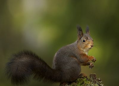 animals, squirrels, depth of field - desktop wallpaper