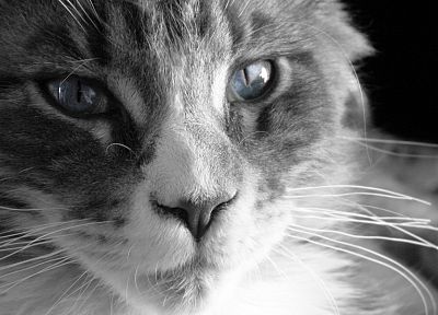 cats, pets - duplicate desktop wallpaper