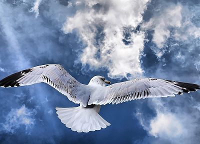 birds, skyscapes - random desktop wallpaper