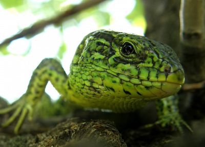 green, lizards, depth of field - desktop wallpaper