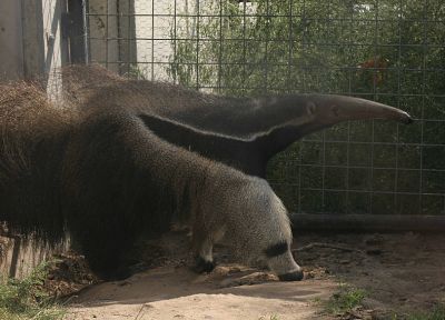 animals, anteater - random desktop wallpaper