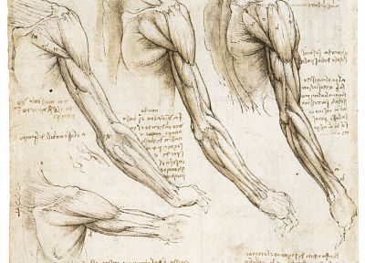 anatomy, Leonardo da Vinci - related desktop wallpaper