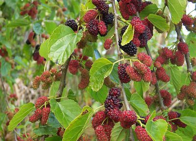 fruits, mulberries - desktop wallpaper