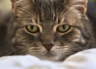 eyes, cats, animals - desktop wallpaper