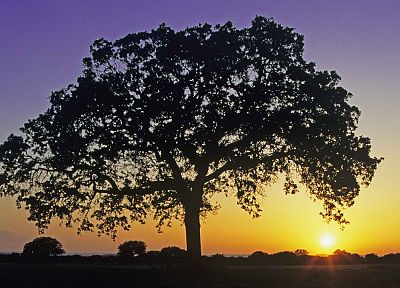 sunset, Texas, oak - random desktop wallpaper
