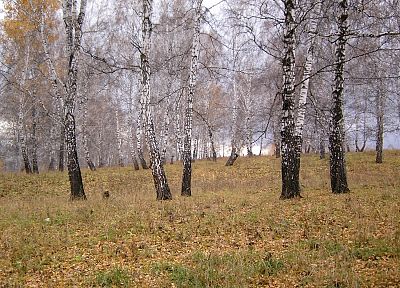 autumn, forests - desktop wallpaper