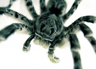 spiders, arachnids - random desktop wallpaper