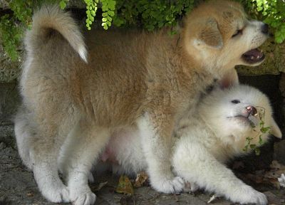 animals, dogs, Akita - duplicate desktop wallpaper