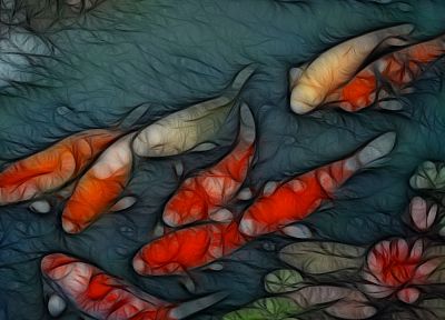 fish, koi - desktop wallpaper