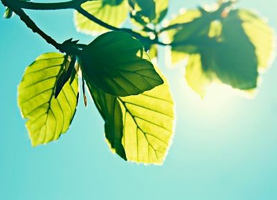 nature, leaves, sunlight, skyscapes - related desktop wallpaper
