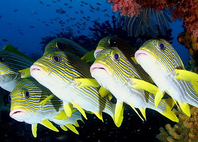fish, sea - related desktop wallpaper