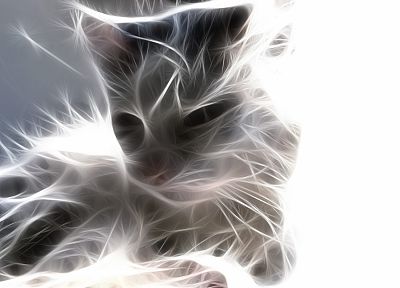 cats, animals, Fractalius - desktop wallpaper