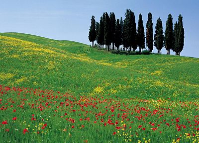 flowers, Italy, poppy - random desktop wallpaper