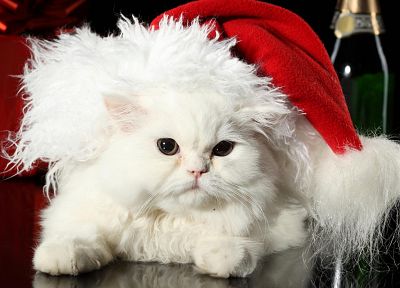 kittens, Christmas outfits - random desktop wallpaper