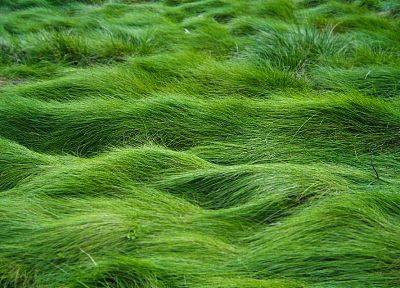 green, nature, grass - desktop wallpaper