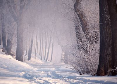 snow, trees, paths - desktop wallpaper