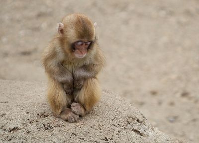 animals, monkeys, closed eyes, baby animals - desktop wallpaper