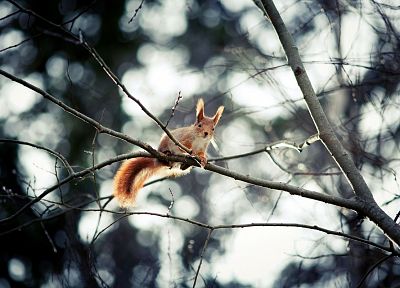 trees, animals, squirrels, depth of field, branches - related desktop wallpaper