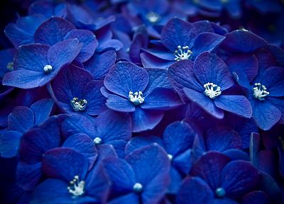 nature, flowers, macro, blue flowers, Hydrangeas - related desktop wallpaper