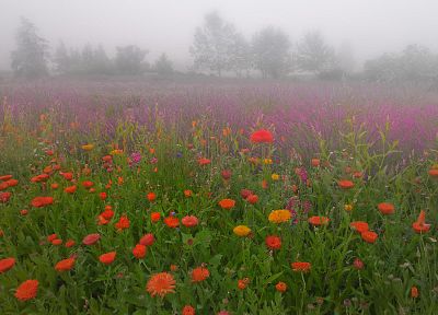 flowers, meadows, mist - duplicate desktop wallpaper