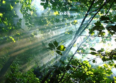 nature, trees, leaves, sunlight, branches - desktop wallpaper