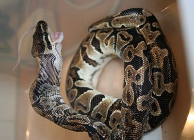 snakes, python - related desktop wallpaper
