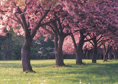 nature, cherry blossoms, trees - random desktop wallpaper