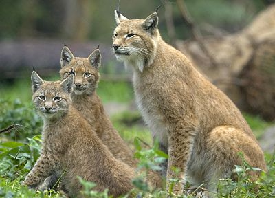 nature, animals, lynx, feline - desktop wallpaper