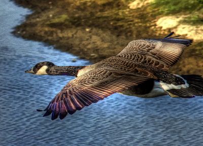 flying, birds, geese - random desktop wallpaper