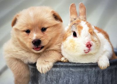 animals, dogs, rabbits - desktop wallpaper