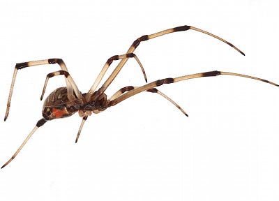 animals, insects, spiders, arachnids - desktop wallpaper