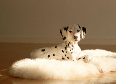 animals, dogs, dalmatians - duplicate desktop wallpaper