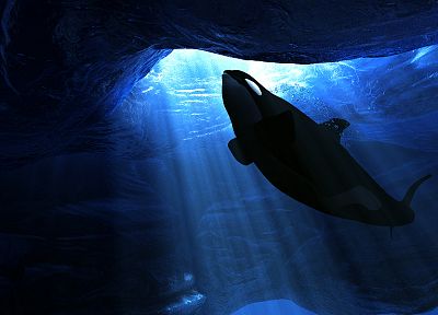 whales, killer whales - desktop wallpaper