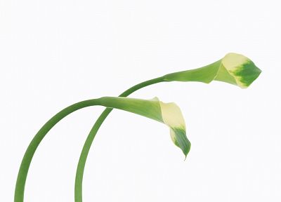flowers, lilies, white background - random desktop wallpaper
