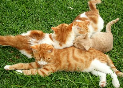 cats, grass, kittens - duplicate desktop wallpaper